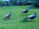 photo thumbnail #3