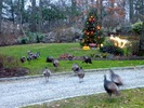 photo thumbnail #6