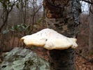 photo thumbnail #15