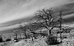 photo thumbnail #8