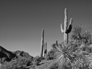 photo thumbnail #5