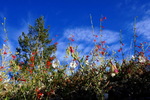 photo thumbnail #9