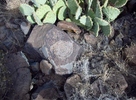 photo thumbnail #4