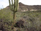 photo thumbnail #10