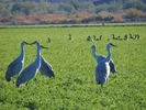 photo thumbnail #10
