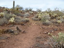 photo thumbnail #4