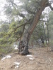 photo thumbnail #13
