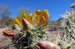 photo thumbnail #5
