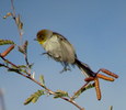 photo thumbnail #4