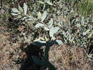 photo thumbnail #12
