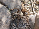 photo thumbnail #3