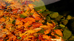 photo thumbnail #12