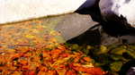 photo thumbnail #13
