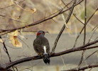 photo thumbnail #2