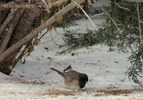 photo thumbnail #6