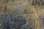photo thumbnail #14