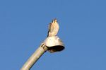 photo thumbnail #9