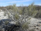 2013-01-11 :1: San Pedro Trail :: MAVM
