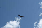 photo thumbnail #12