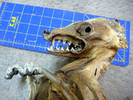 photo thumbnail #5