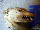 photo thumbnail #9