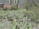 photo thumbnail #15
