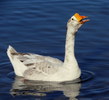 photo thumbnail #12