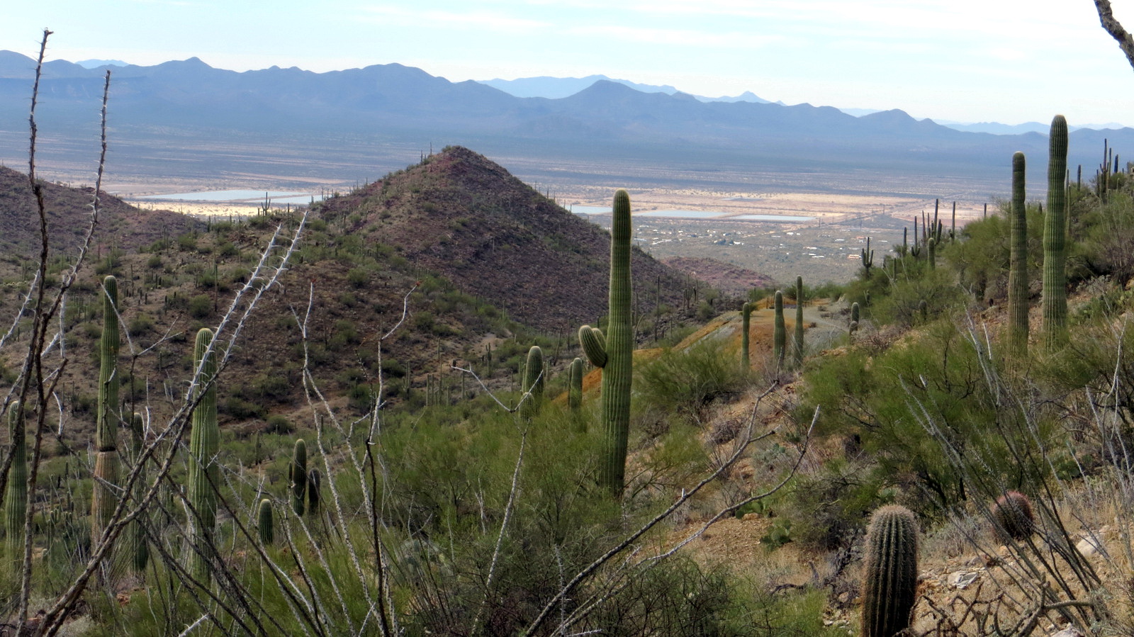 Sendero Esperanza Trail - Saguaro NP West, AZ | HikeArizona