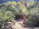 2008-11-30 :2: Spur Cross Trail :: mazatzal