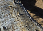 photo thumbnail #14