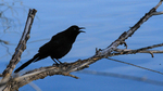 photo thumbnail #15