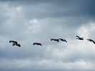 photo thumbnail #15