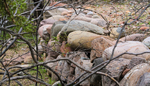 photo thumbnail #6