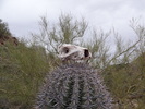 photo thumbnail #4