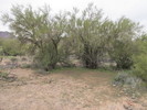 photo thumbnail #12