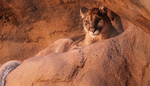 2013-02-04 :: Phoenix Zoo :: TheNaviG8R