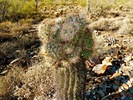 photo thumbnail #2