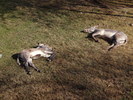 photo thumbnail #11