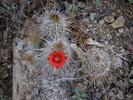 photo thumbnail #9
