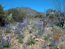 photo thumbnail #12