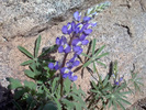photo thumbnail #14