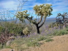 photo thumbnail #15