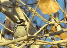 photo thumbnail #1