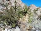 2013-02-06 :1: Tinajas Altas Trail :: Outlander