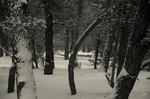 photo thumbnail #2