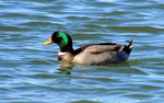 photo thumbnail #14