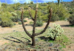 photo thumbnail #11