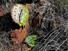 2013-02-12 :1: Rover Peak :: FLYING_FLIVER