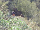 photo thumbnail #13