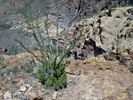 photo thumbnail #13
